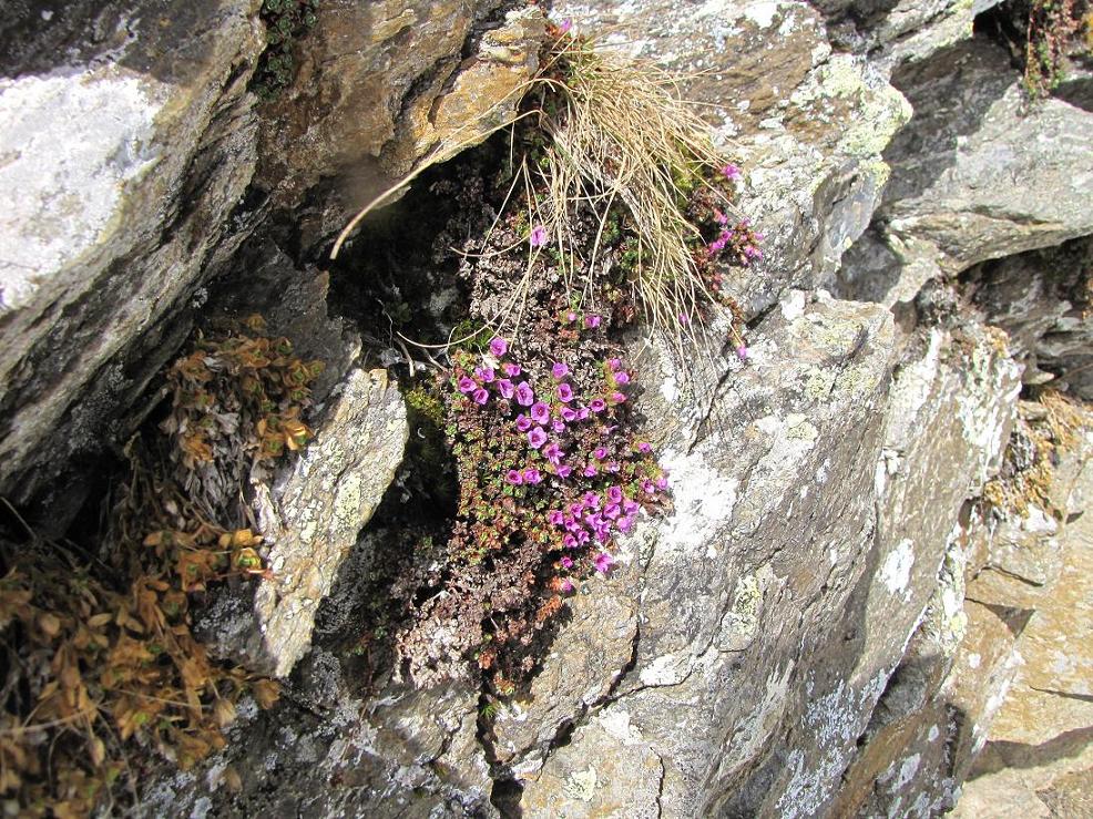Saxifraga oppositifolia / Sassifraga a fg. opposte